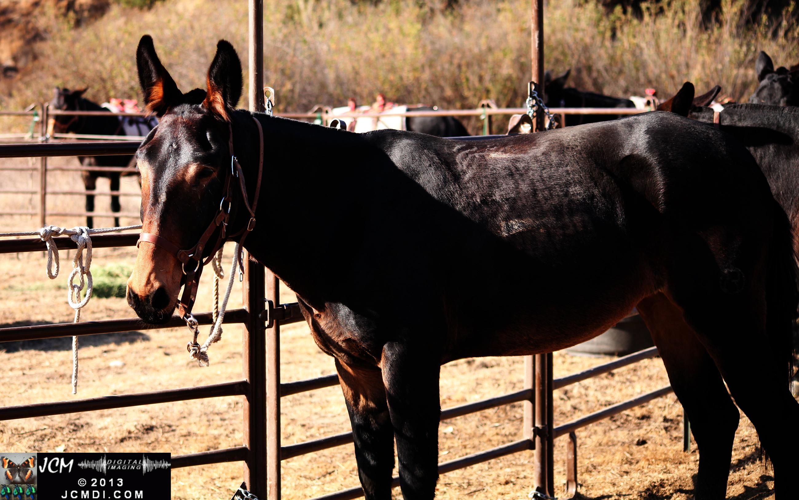 100 Mule Team at Whitney Canyon